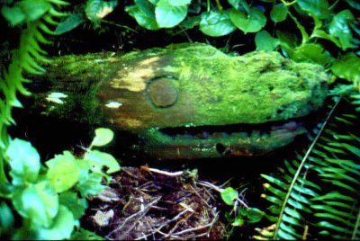 A moss enshrouded relic of a bygone era.