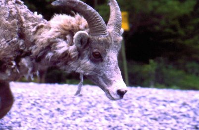 Mountain sheep at lunch stop.